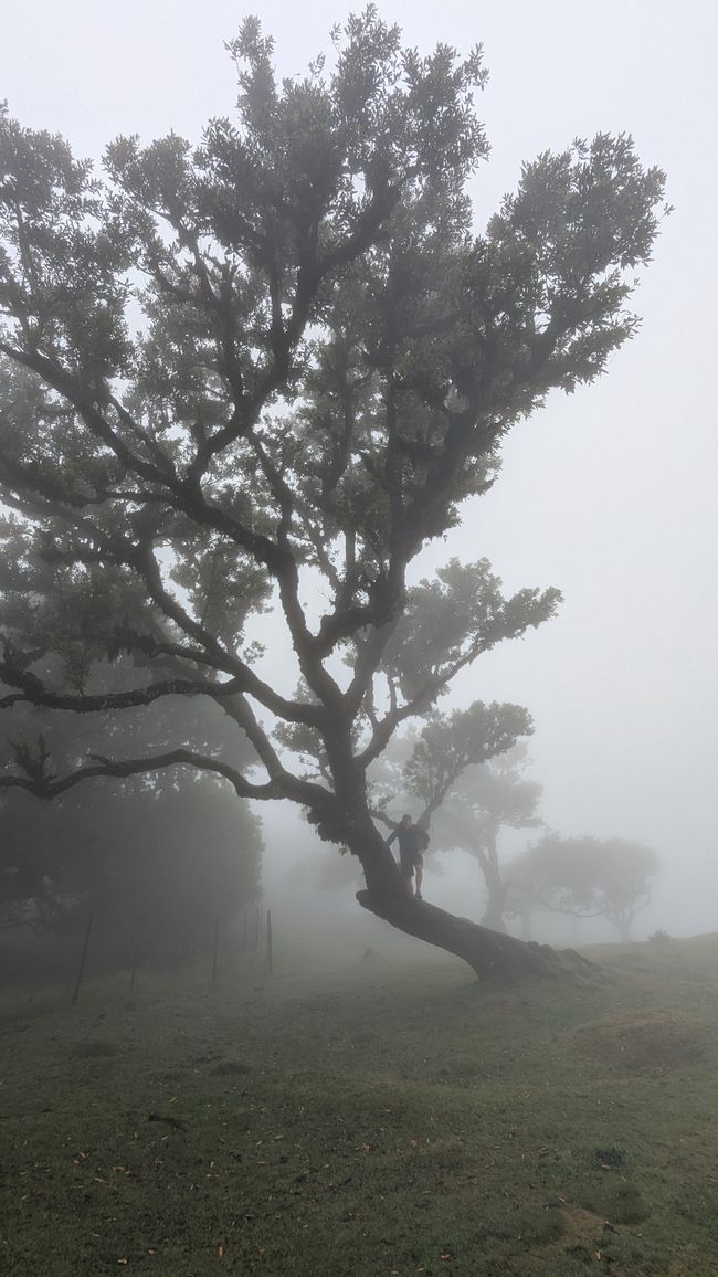 Tag 10: Levada das 25 Fontes und Risco & Feenwald