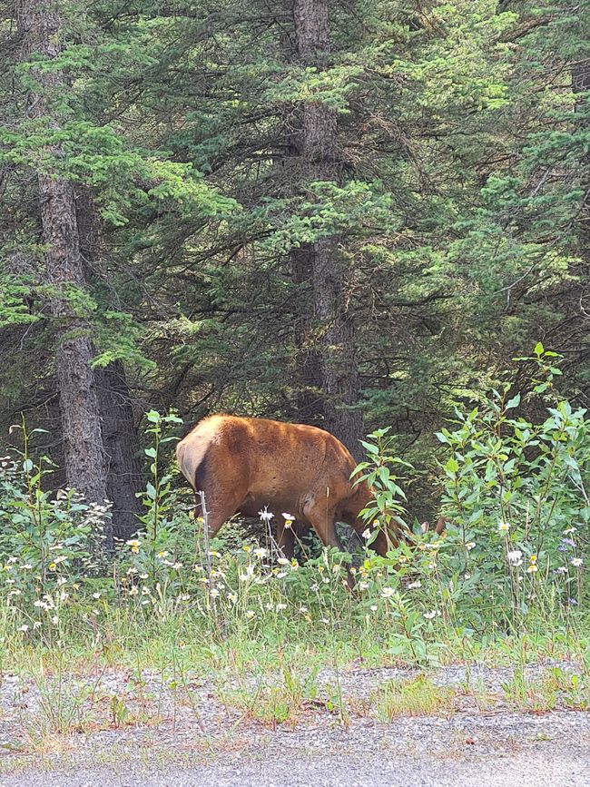 Canmore / Banff - posando ardillas de tierra 
d