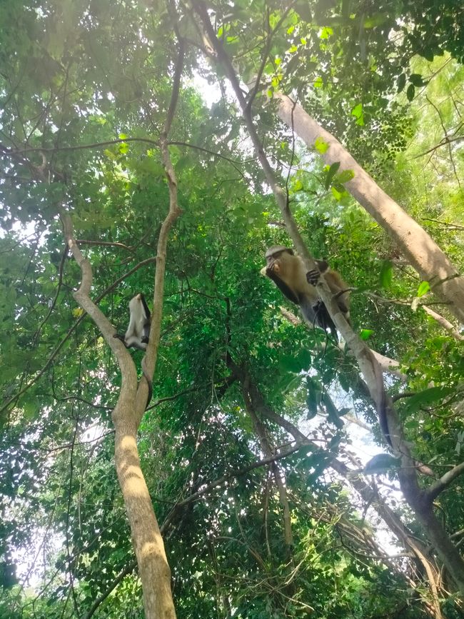 Chutes d'eau de Wli, Sanctuaire des Singes de Tafi, Mont Gemi