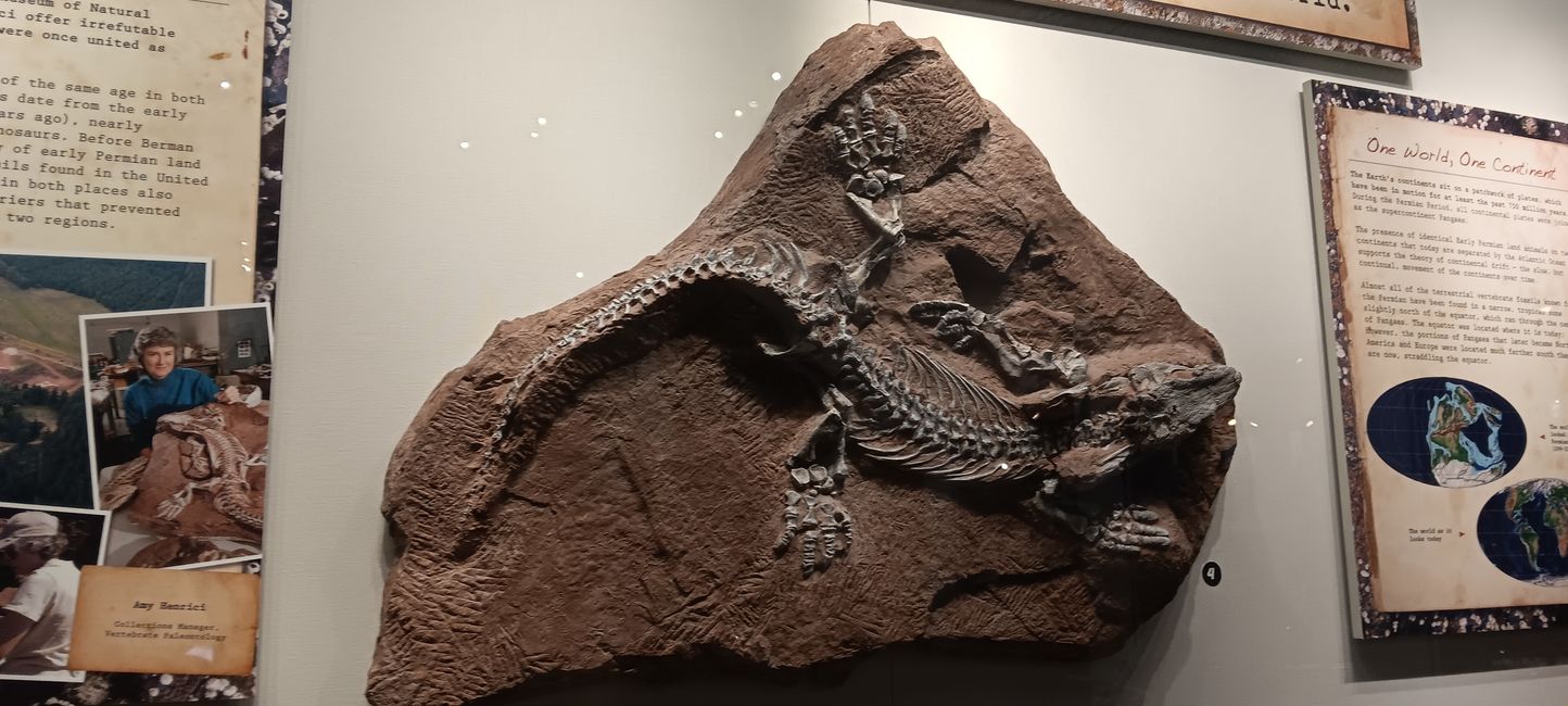 Museum of Natural History I