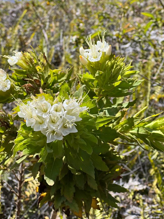 unterwegs trotz der Kargheit der Landschaft eine lokale Orchideenart