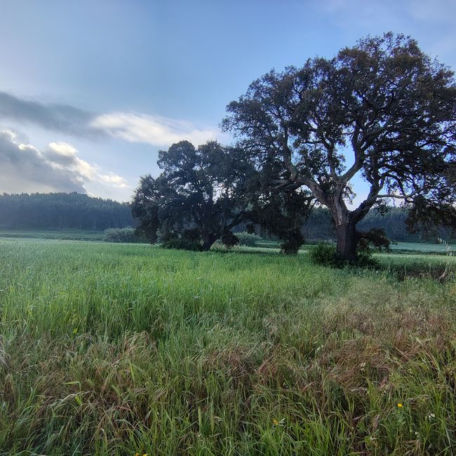 Cercal de Alentejo -> Vale Seco