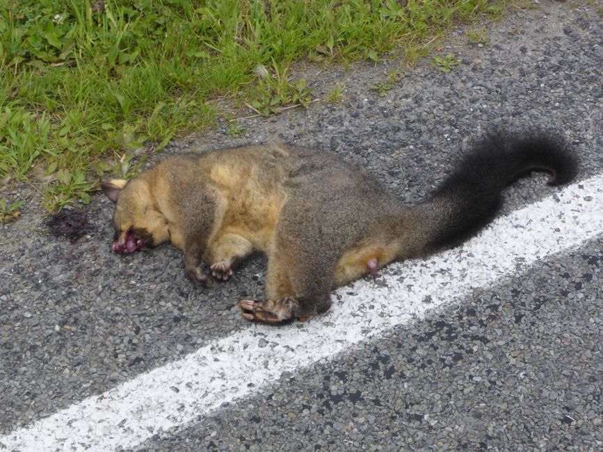 Je vois aujourd'hui 3x morts au bord de la route
