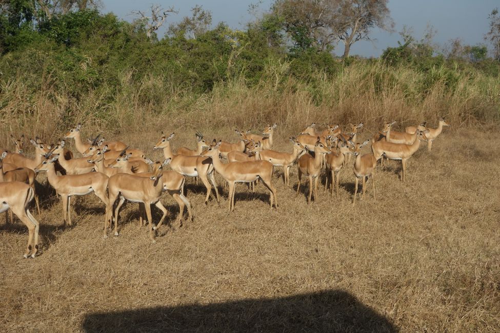 Tansania 2024 - auf Safari 
