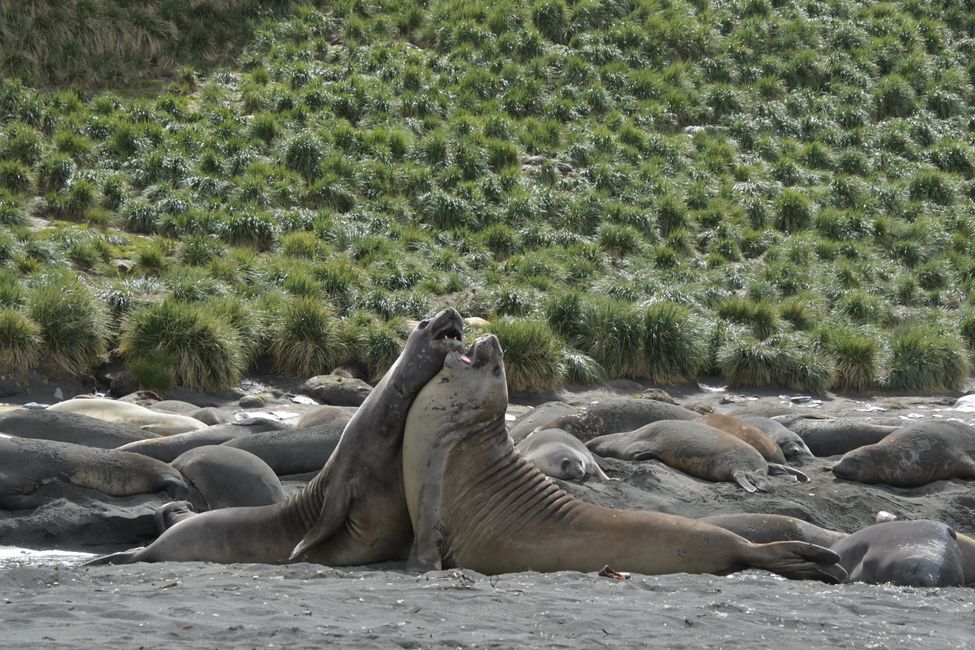 Seeelefanten / Elephant seals