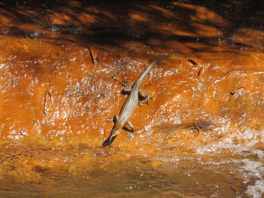 Lézard aquatique