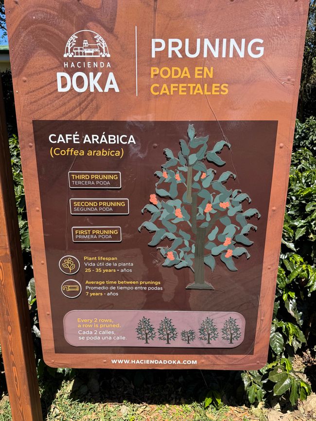Poda adecuada