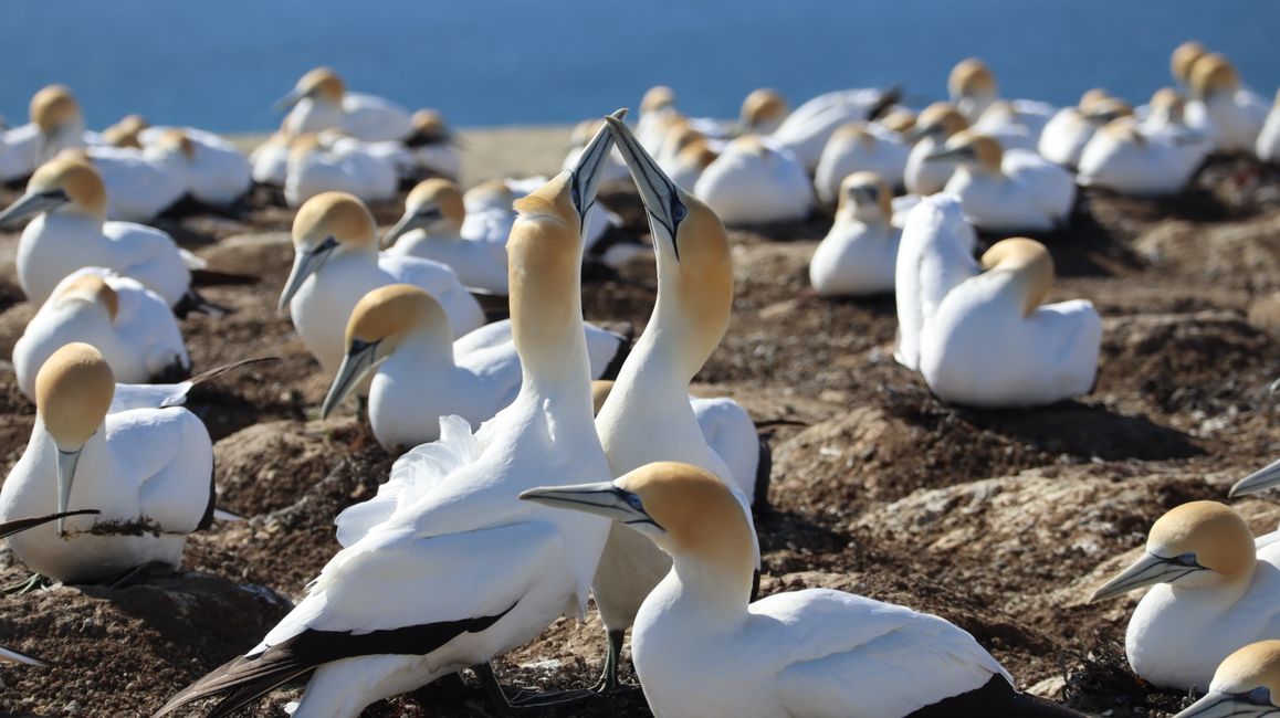 Basstölpelkolonie bei Cape Kidnappers