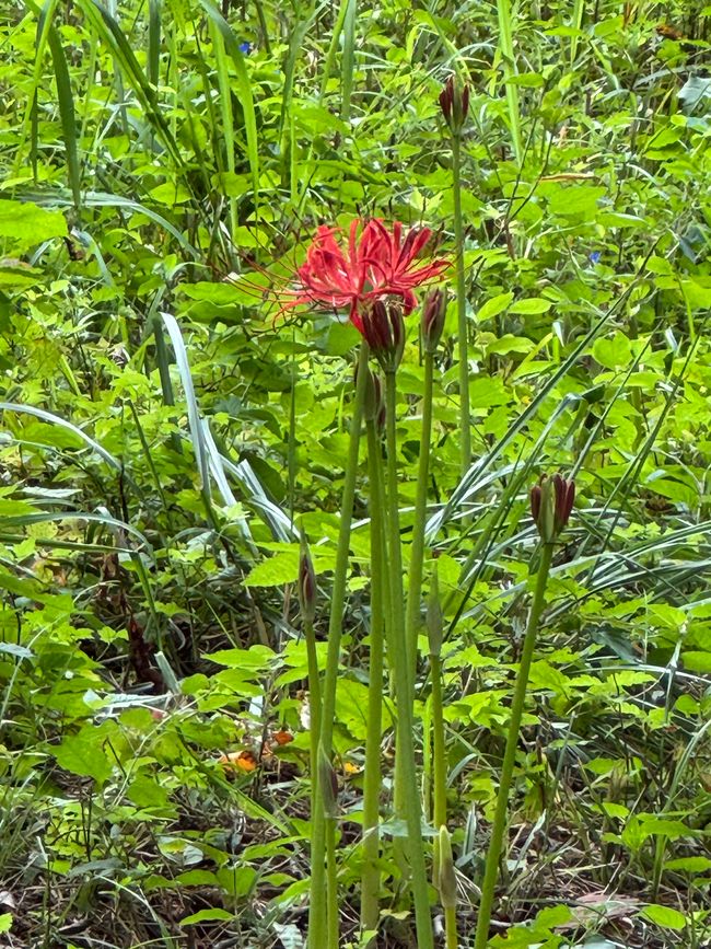 Foresta di bambù e una storia commovente