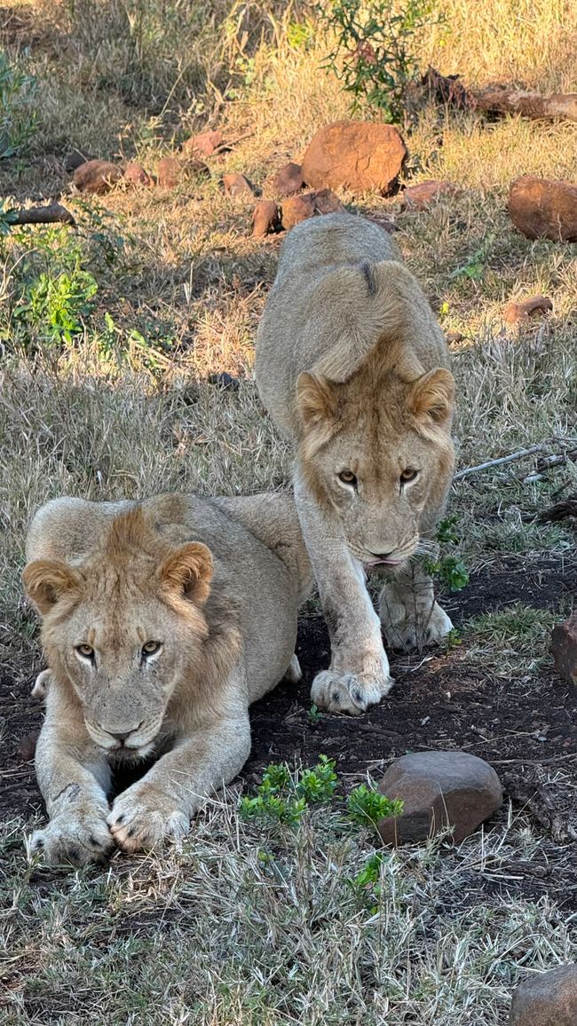 Ilse und ihre Familie waren in Südafrika mit dem Mietwagen unterwegs
