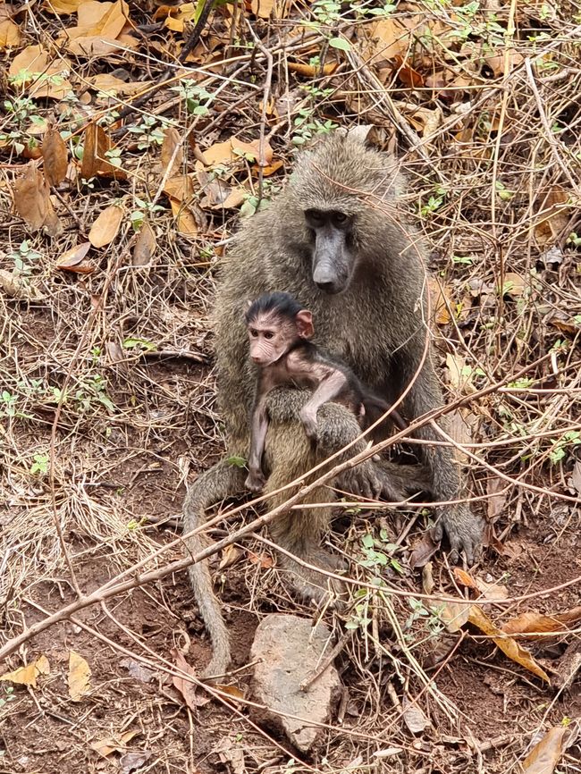 Tansania - Tag 3: Manyara Nationalpark