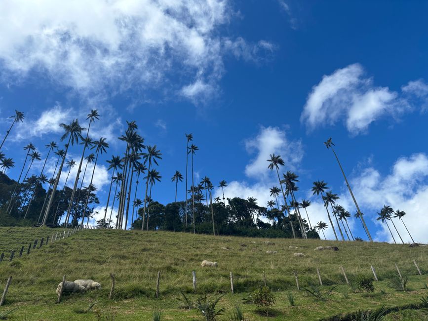 Cocora Valley