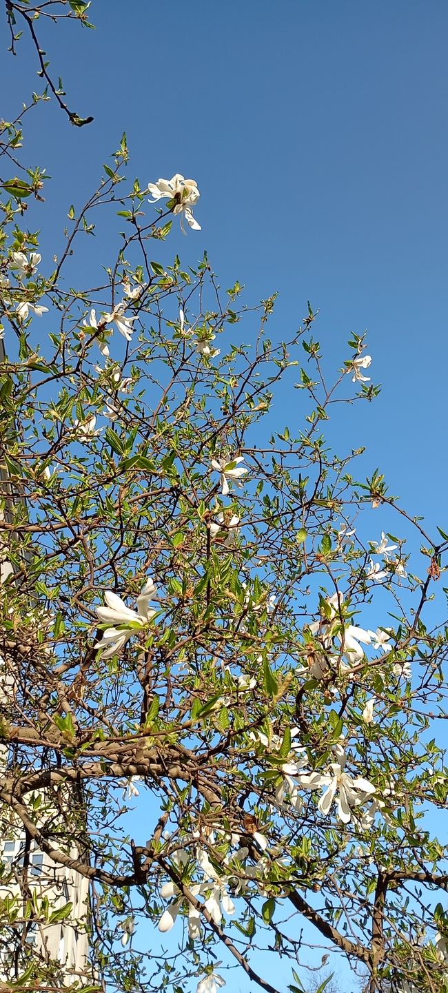 Printemps