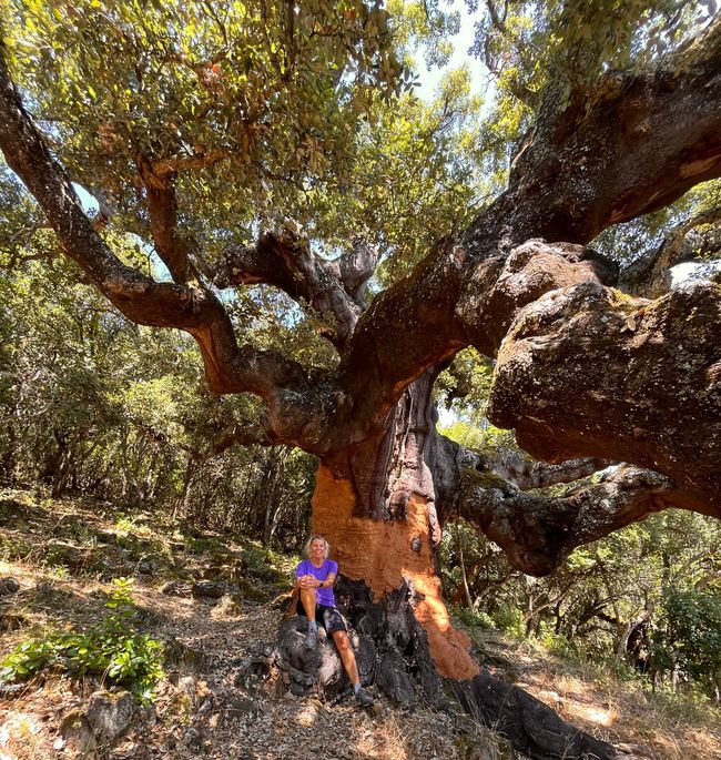 It is incredibly warm - ancient cork oaks provide shade!