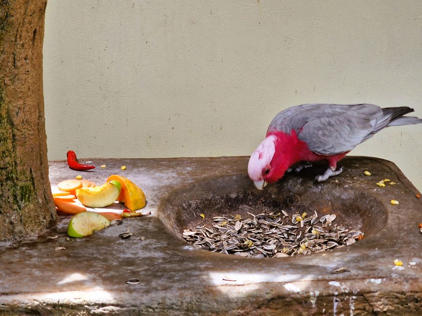 Bird Park