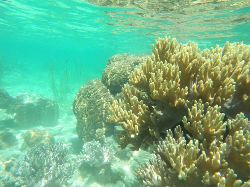 Pulau Papan and the Jellyfish Lake