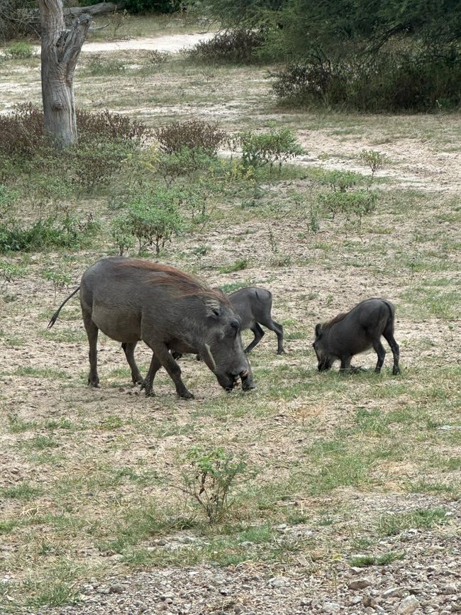 Unterwegs am Okavango 