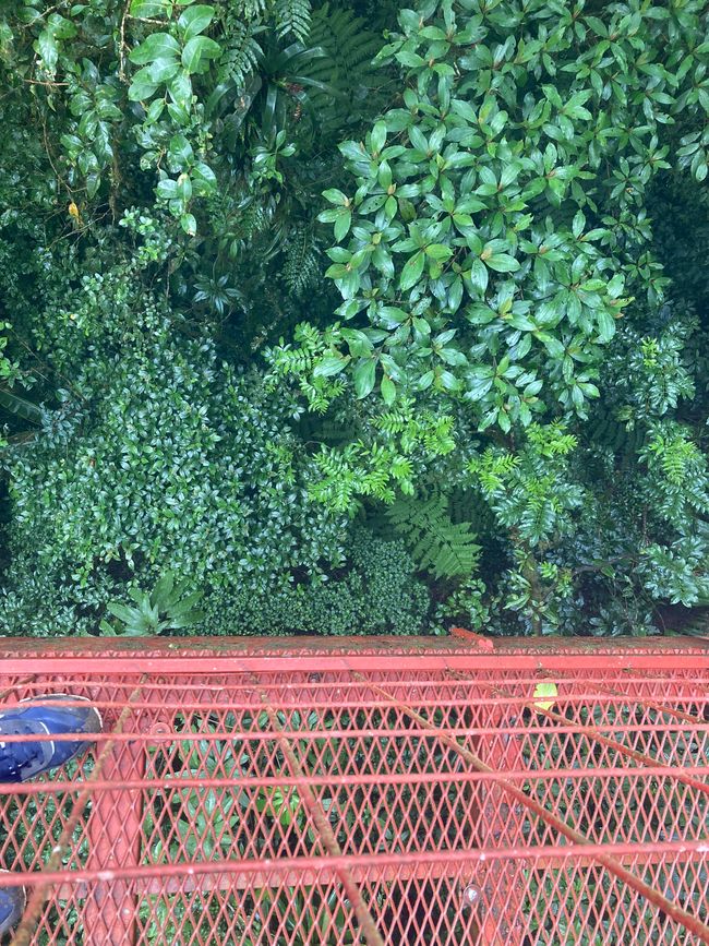 Monteverde