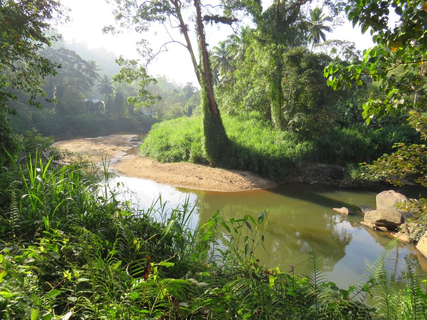 Sinharaja - l'ultima foresta pluviale dello Sri Lanka