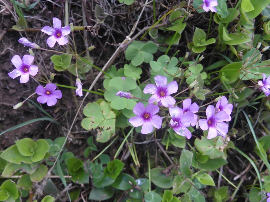 2025-07-22 Flores