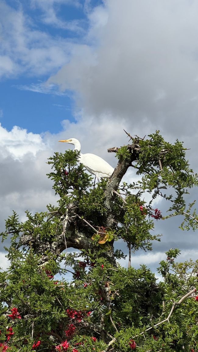 Addo Nationalpark