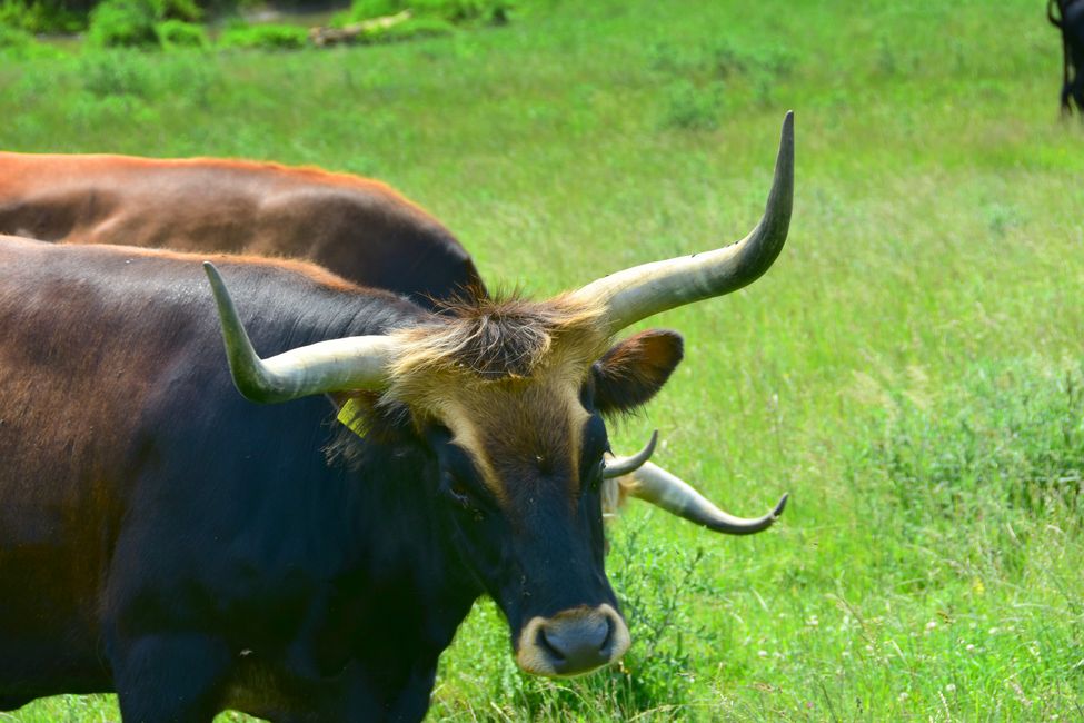 * * * S E C H T A S A F A R I - der Auerochsenweg
bei Bopfingen * * *