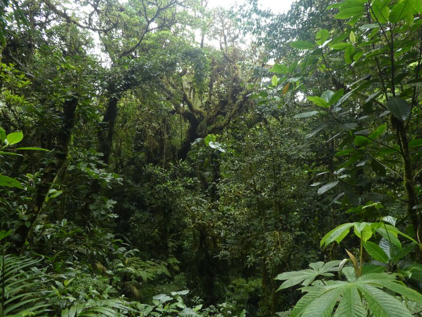 Monteverde Reservat
