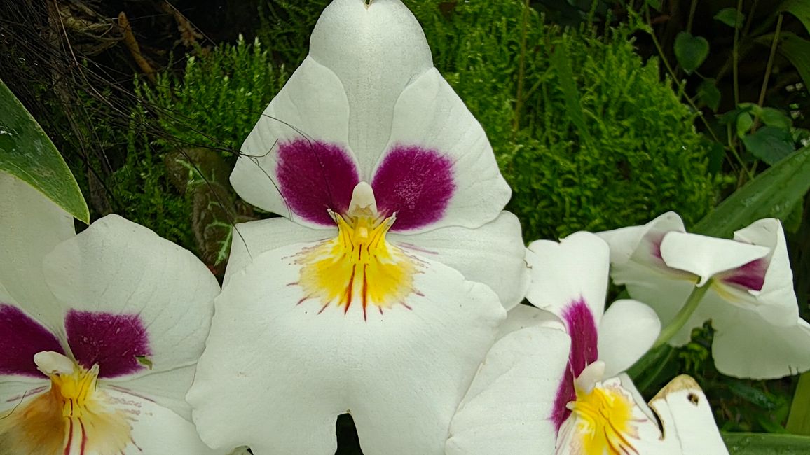 Gesicht einer Orchidee