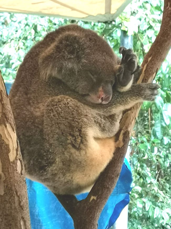 Adiós Australia