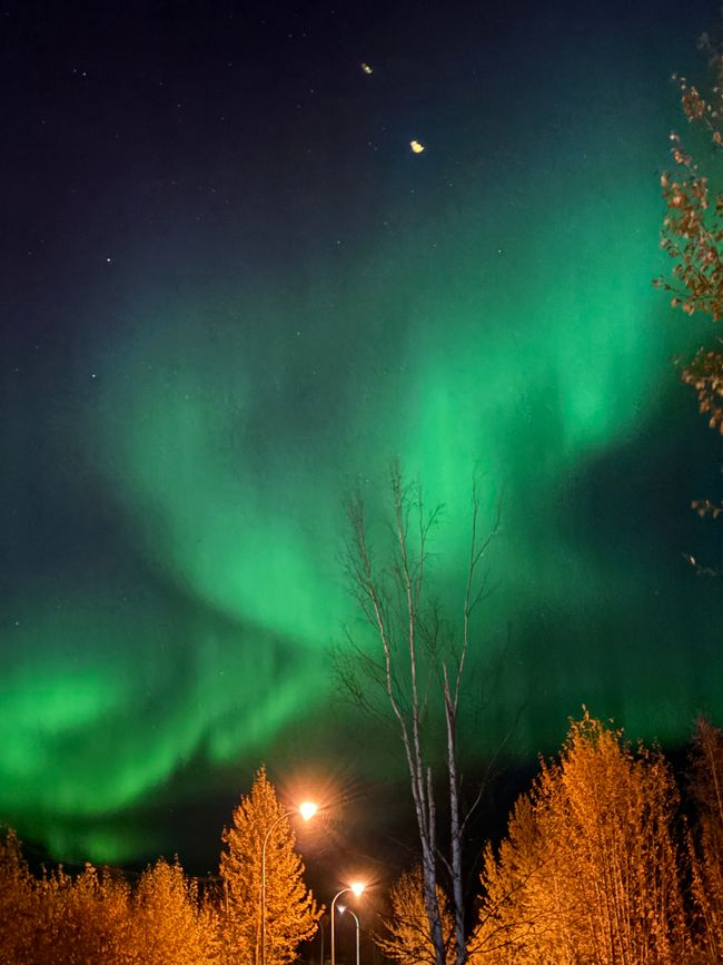 标签 7 - 🌌 北极光、颤抖的早晨与野牛 – 一天充满了加拿大的神奇 🇨🇦