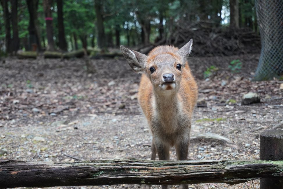 Über Nara nach Kyoto