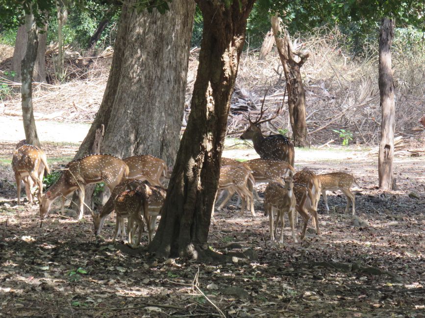 Polonnawaruna