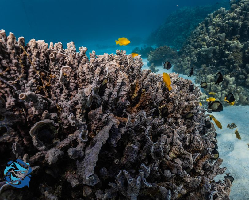 Snorkeling