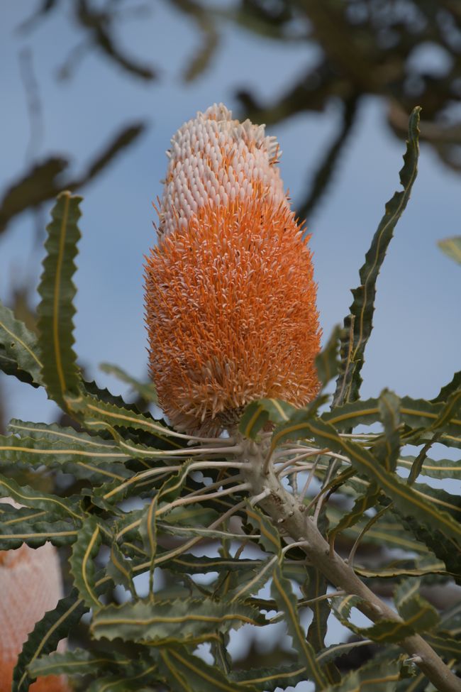 Kalbarri NP - Banksia