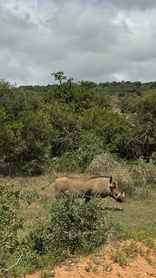 Addo Nationalpark