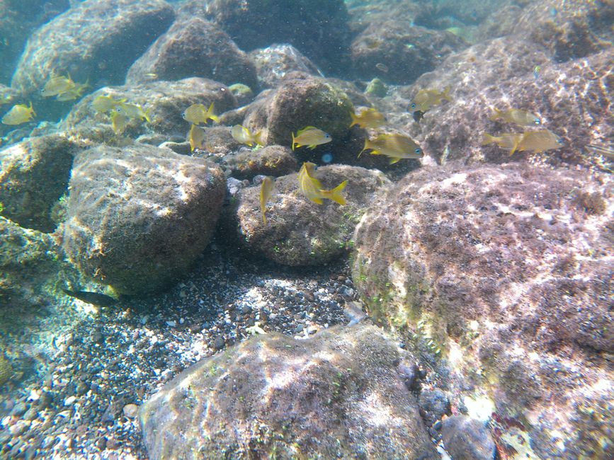 Snorkeling davanti a Union Island