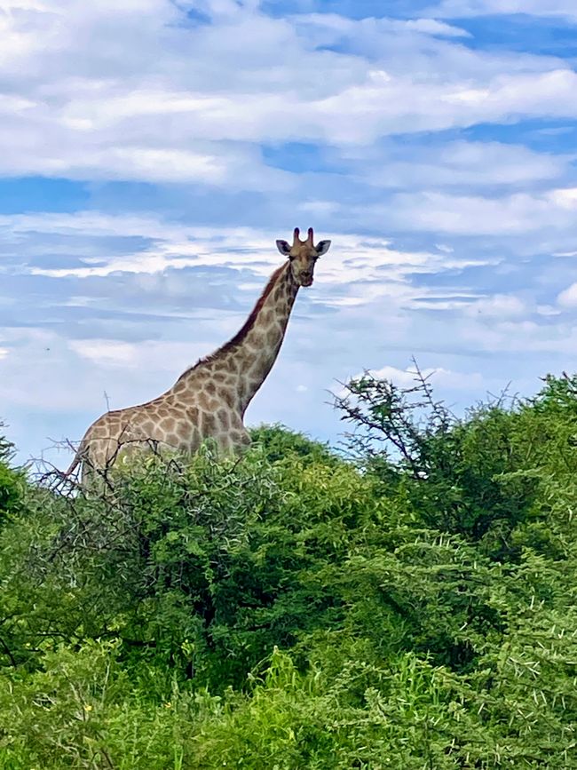 El Parque Nacional Etosha