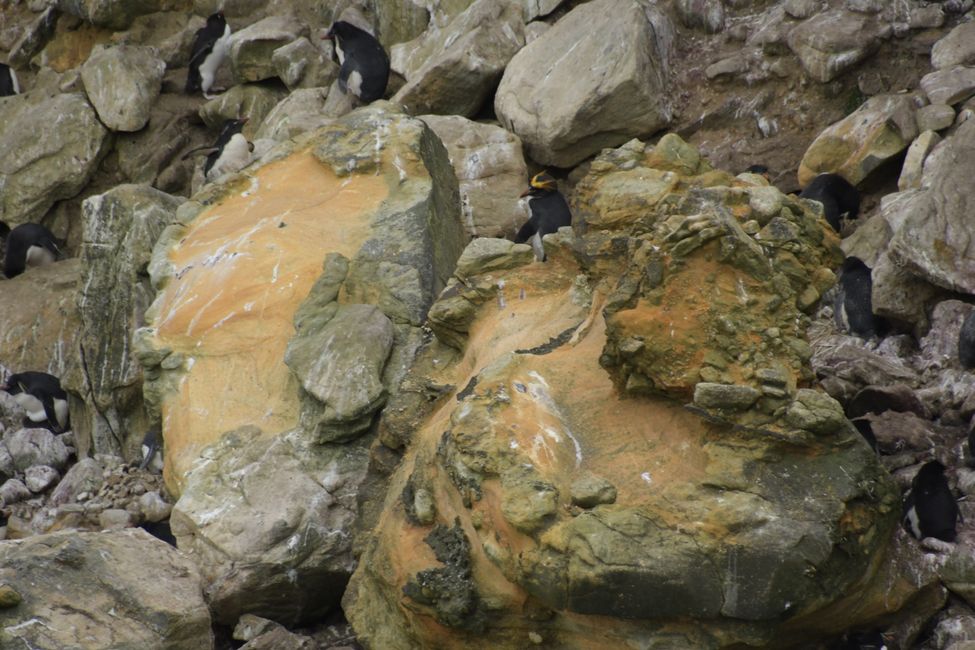 Goldschopf-Pinguin / Macaroni penguin