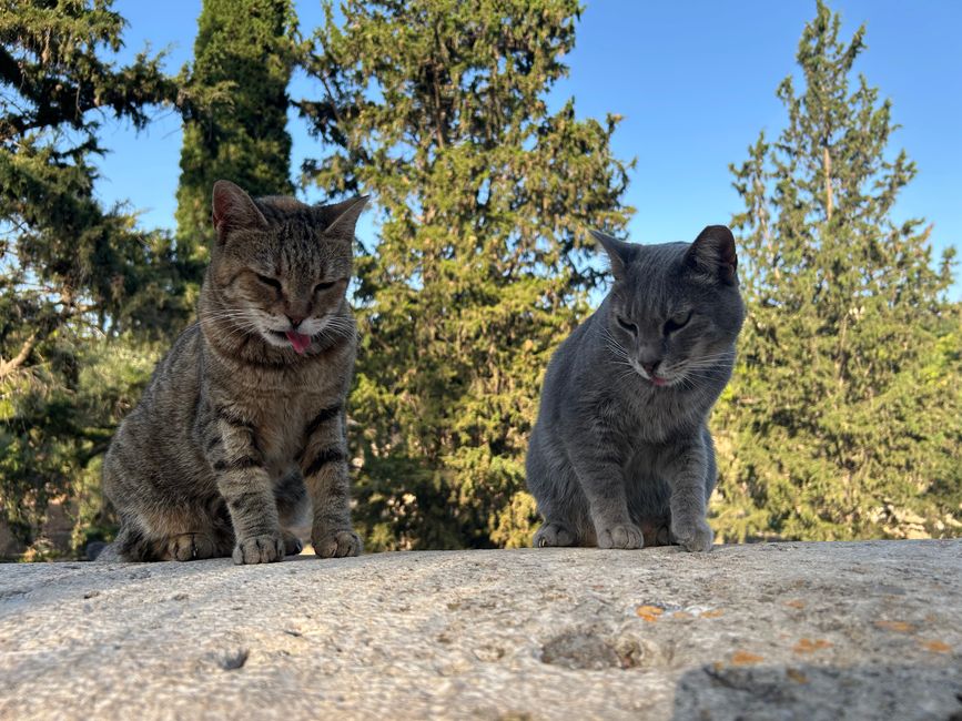 Katzen der Akropolis