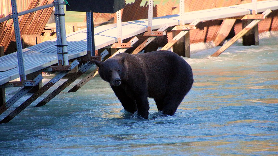 Day 26: Chilkoot River - a big bear show & photoshoot with 'Lulu'