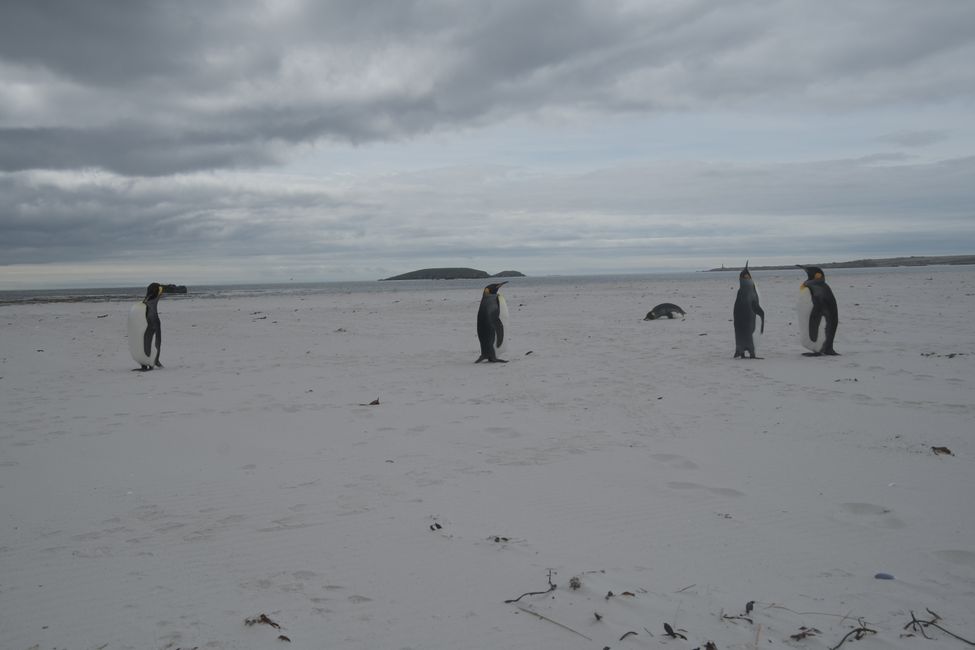 Manchots royaux / King penguins