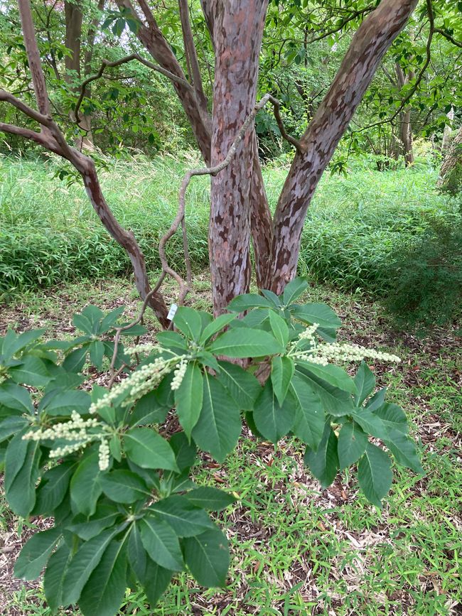 Arboretum