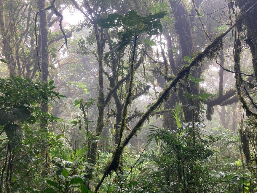 Monteverde