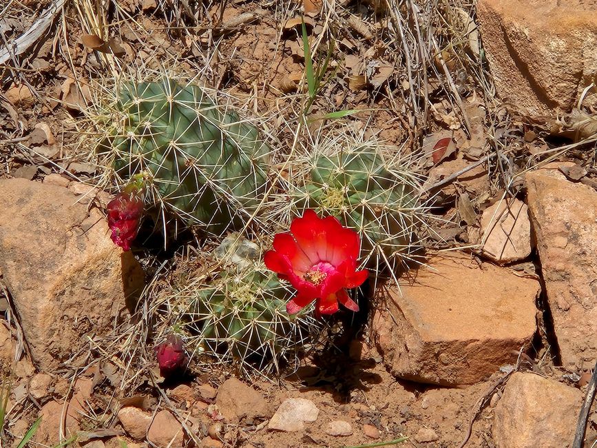 BLOG 4: Wandern im Zion National Park