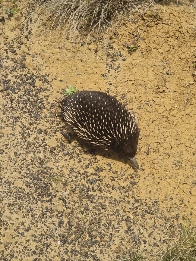 Kurzschnabel Igel (Echidna)