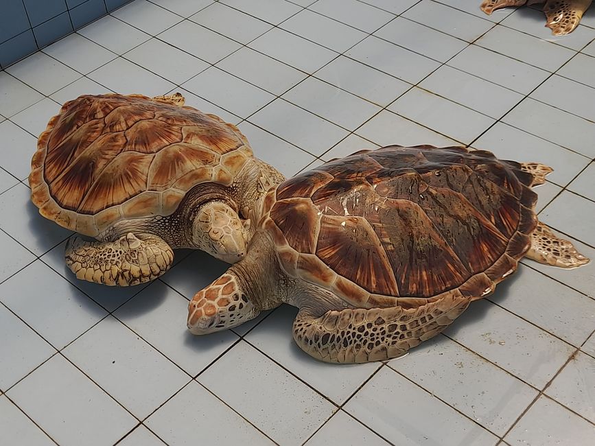 Etiqueta 19: Relajación en la playa