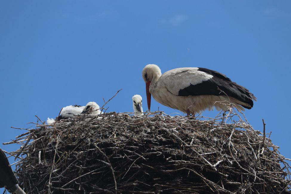 Many stork nests 
