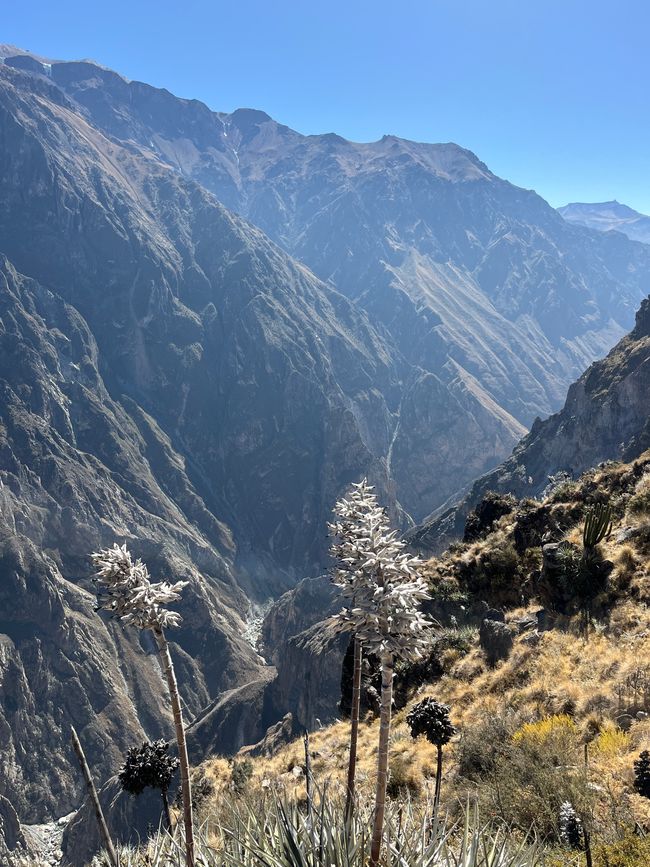 Canyon de Colca