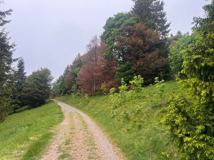 26 Feldbergsteig Escursione Pro Wolermoos