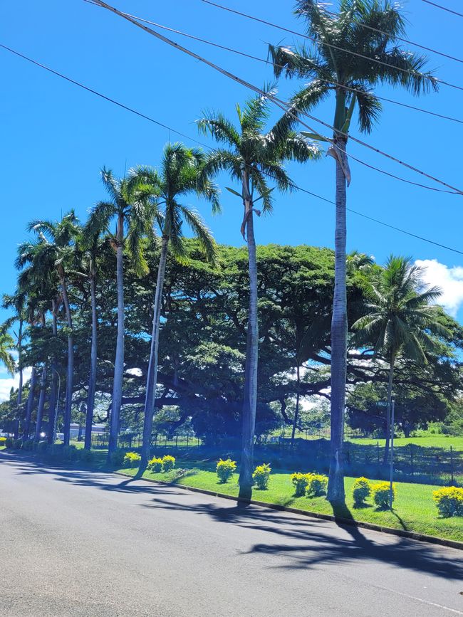 Giorno 74 di 175: Crociera intorno al mondo - Lautoka/Fiji